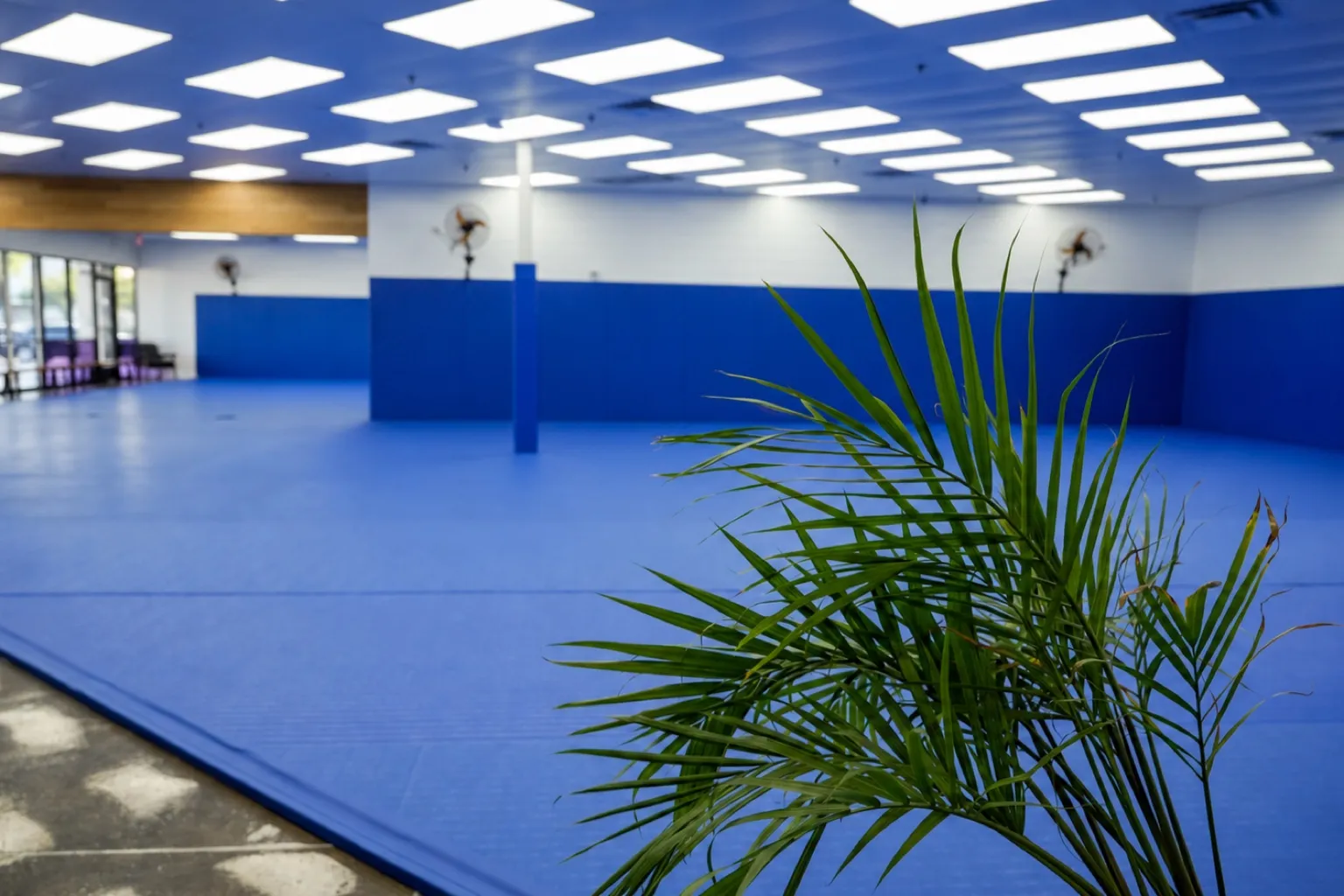 The Chandler mat room: wide blue mats under bright ceiling lights, a palm in the foreground